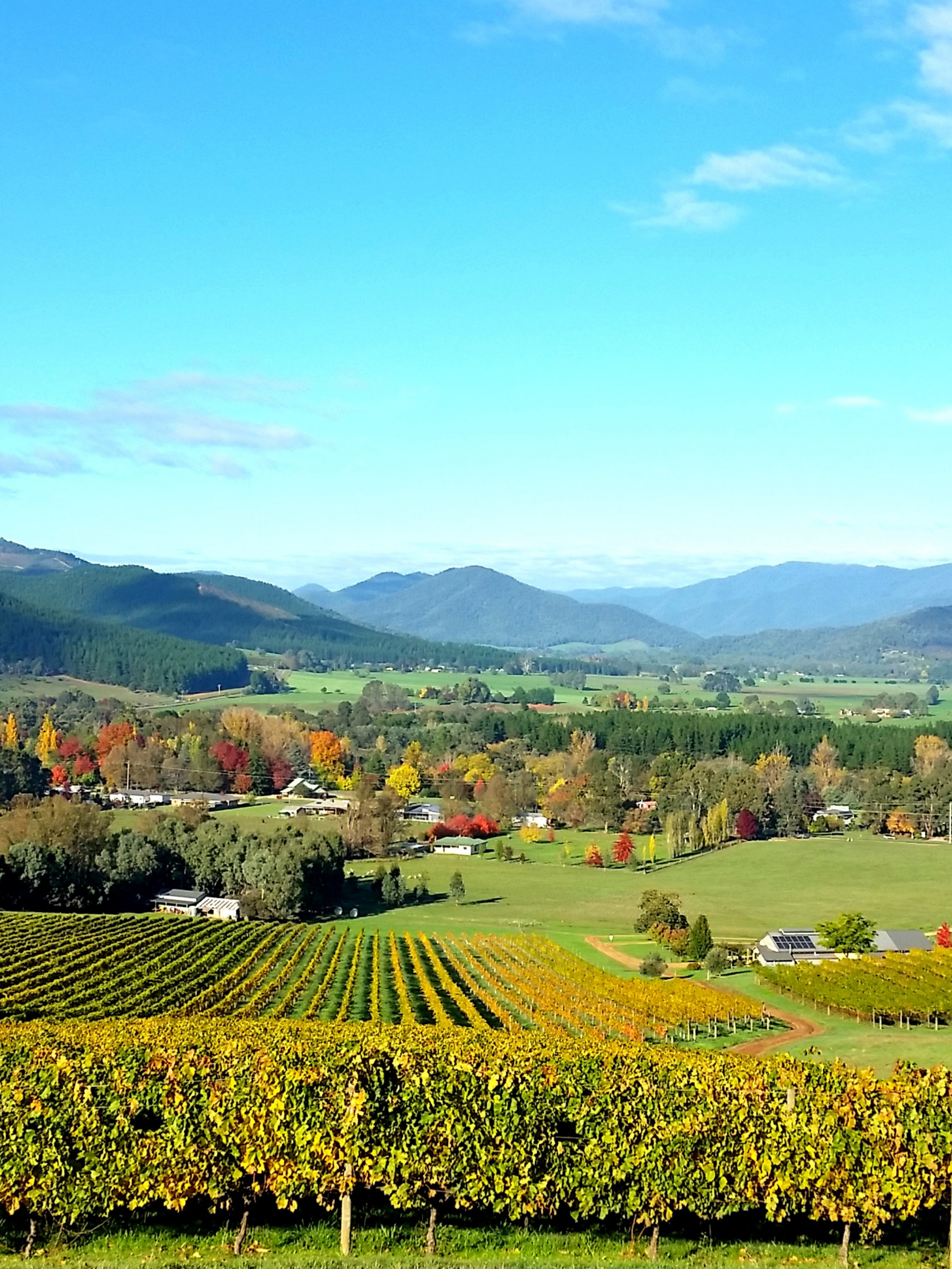 Ringer Reef is a beautiful vineyard and winery near Bright in Victoria. Enjoy a glass of wine and stunning views of Mt Buffalo and the Buckland Valley. Situated on the Murray to Mountains Rail Trail, we are a short bicycle ride from Bright